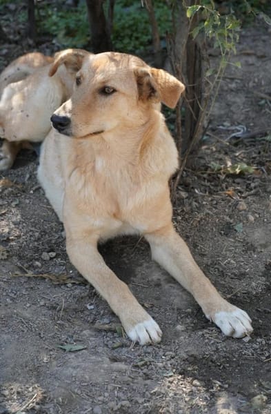 Unsere Finja - ein Seelenhund