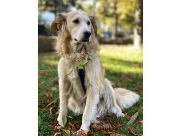 Narisara - Gnadenplatz gesucht!