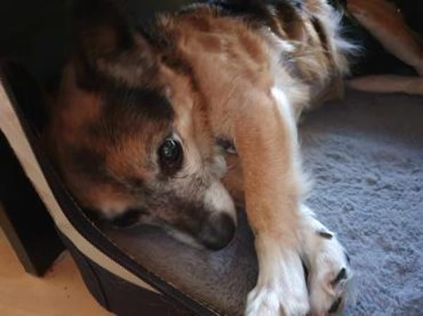 Omi Emmi - möchte Einzelhund sein