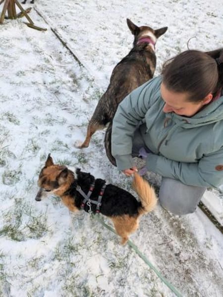 Omi Emmi - möchte Einzelhund sein