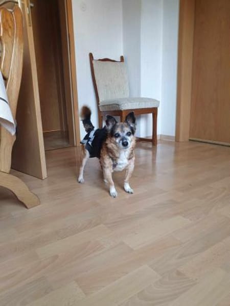 Omi Emmi - möchte Einzelhund sein