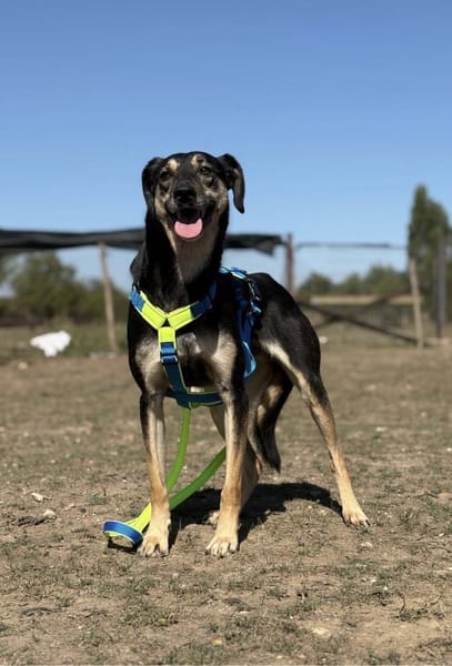 Schäferhund-Mix Sam  Ein sensibler Held
