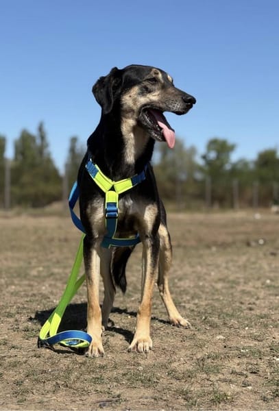 Schäferhund-Mix Sam  Ein sensibler Held