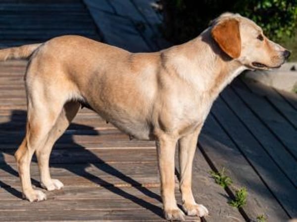 Liebe Malou sucht ihre Familie!