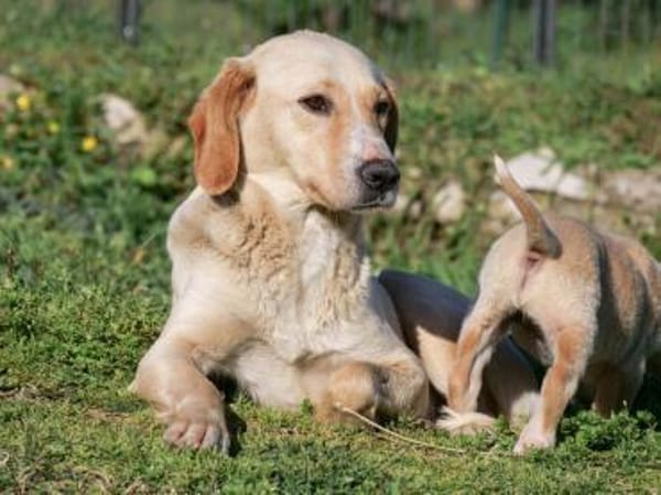 Liebe Malou sucht ihre Familie!