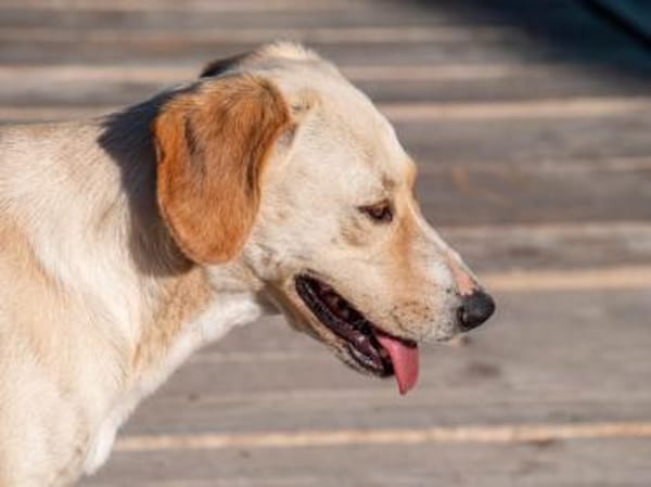 Liebe Malou sucht ihre Familie!