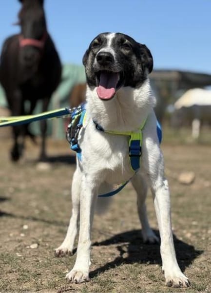 Fluffy - Hütehund-Mischling mit Energie