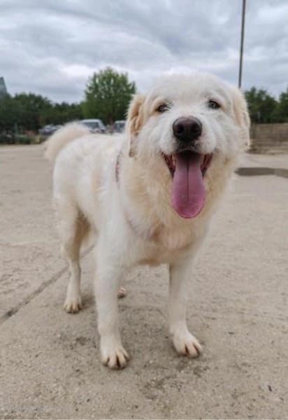 Oscar - der Charmeur