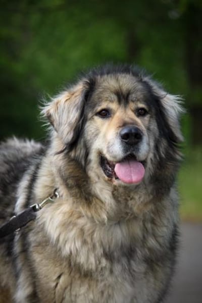 Maja - braucht Ihre Menschen