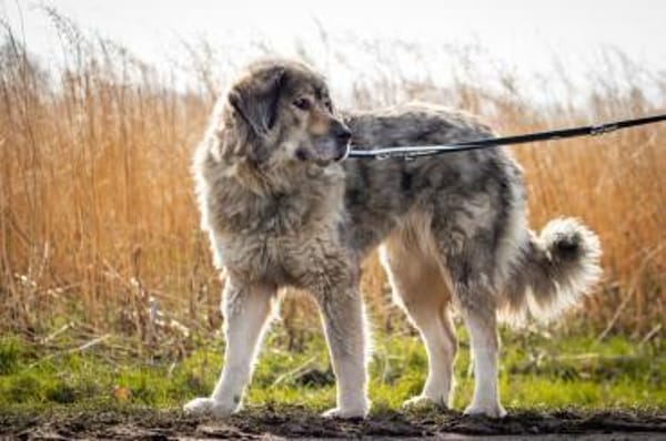 Maja - braucht Ihre Menschen