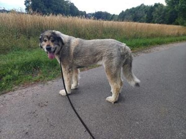 Maja - braucht Ihre Menschen