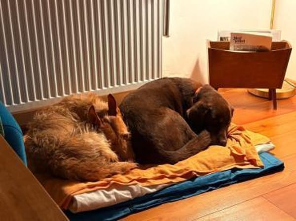 BARNIE  14 Jahre und kein bisschen müde