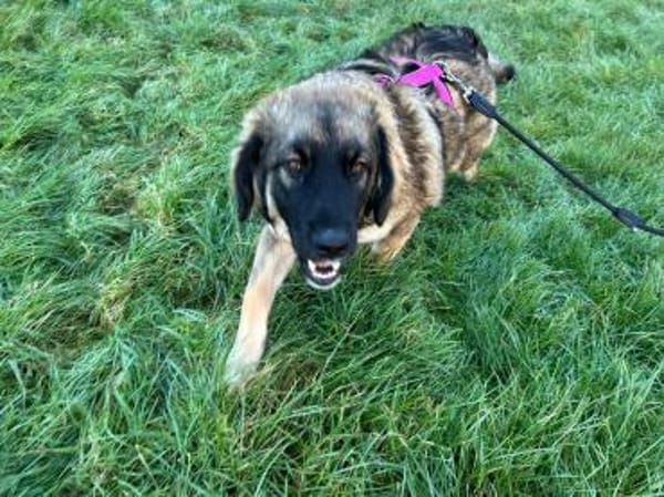 Inara sucht ihre Familie 🌸💖