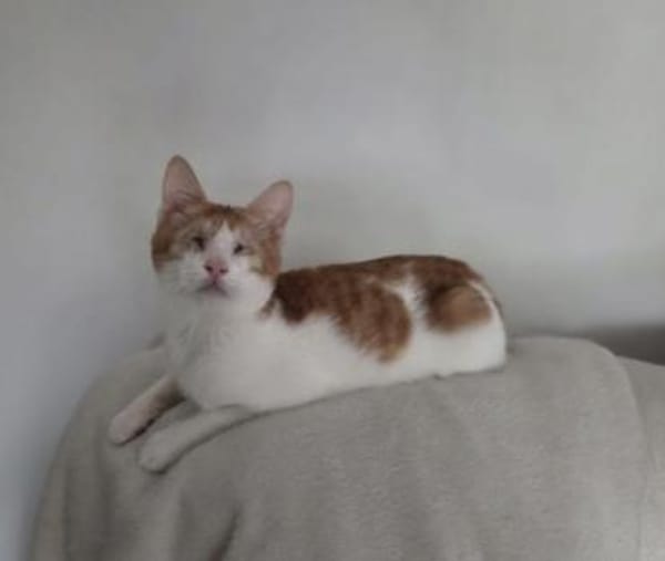 Bobby, Lebensfreude pur trotz Handicap