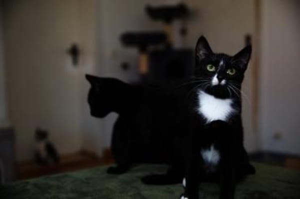 Junger Kater TIBERIUS sucht!