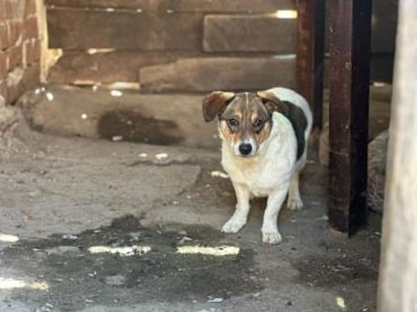 Sierra - unsere kleine Herzenshündin