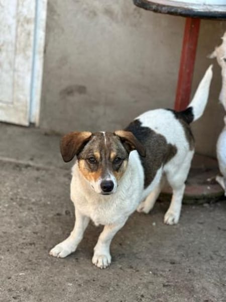 Sierra - unsere kleine Herzenshündin