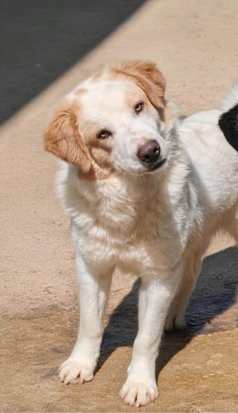 Cuddles - Liebe zum Mitnehmen!