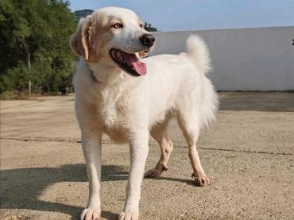 Cuddles - Liebe zum Mitnehmen!