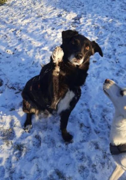 Milka - Anfängerhund mit großem Herz