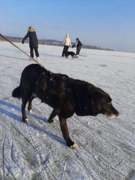Milka - Anfängerhund mit großem Herz