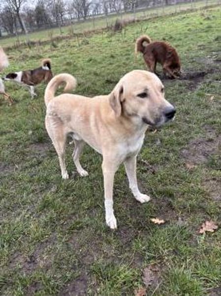 Kangal mit Retrieverherz
