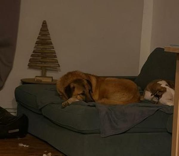 Junge Kangalmixhündin Brezel