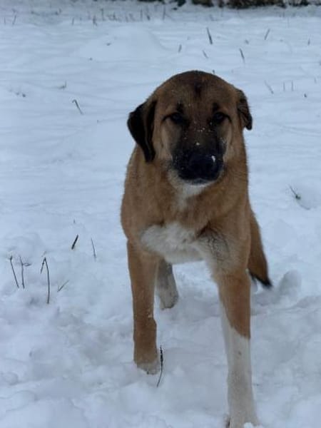Junge Kangalmixhündin Brezel