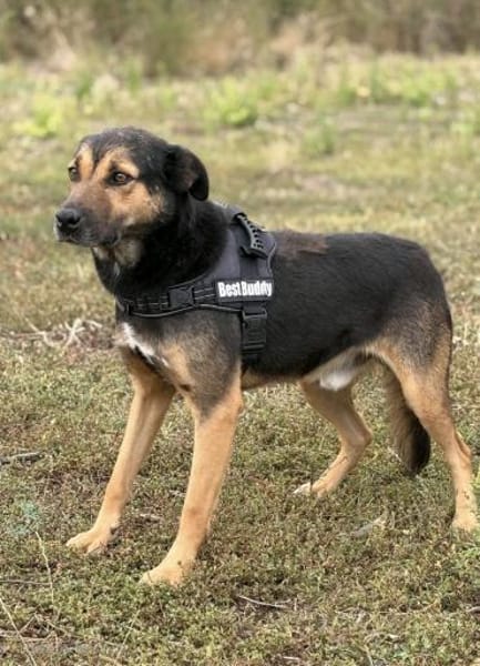 Tom - ein treuer Freund wartet auf Dich