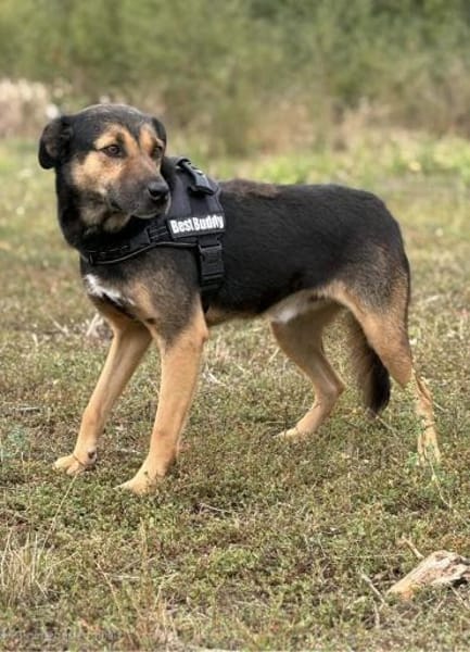 Tom - ein treuer Freund wartet auf Dich