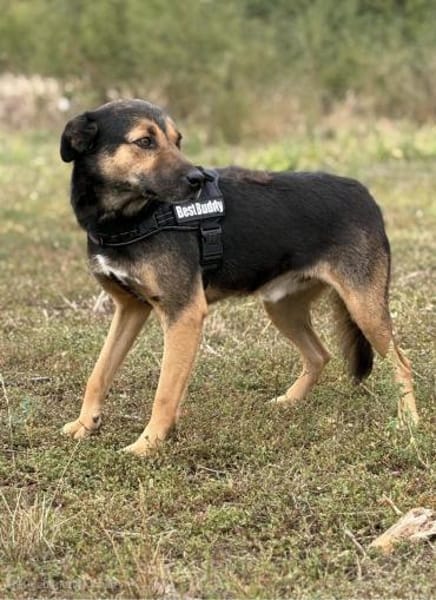 Tom - ein treuer Freund wartet auf Dich