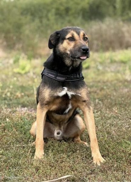 Tom - ein treuer Freund wartet auf Dich