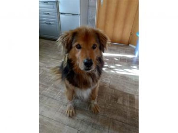 Casimo  wartet in 56379 Oberwies