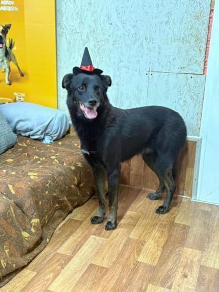 Oscar  sanfter Träumer