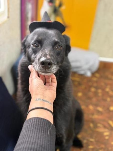 Oscar  sanfter Träumer