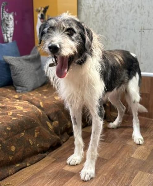 Winston  sanfter Herzenshund