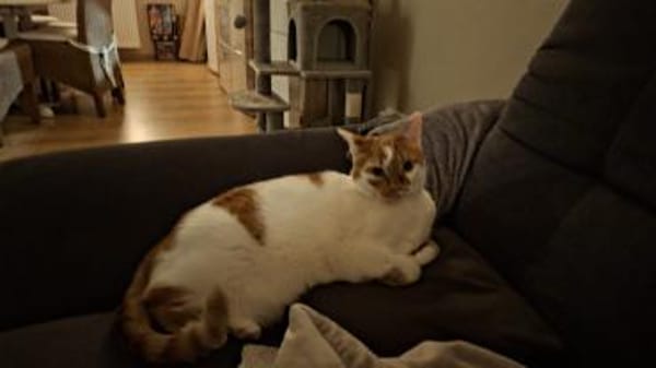 BORIS sucht geduldige Menschen!