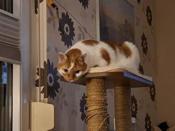 BORIS sucht geduldige Menschen!