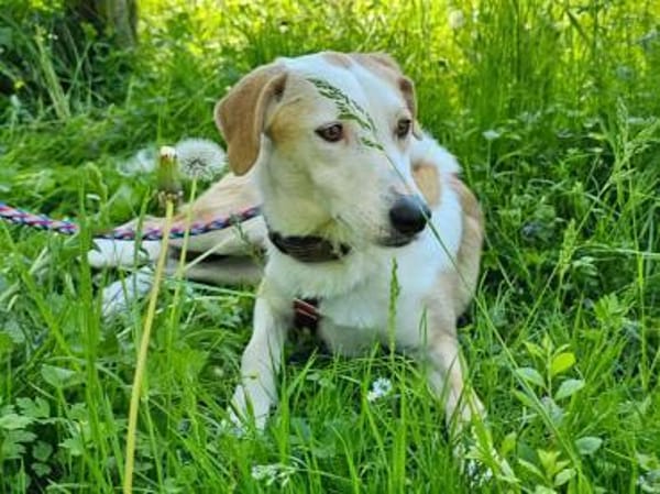 Fabio wartet im Tierheim Sulzbach
