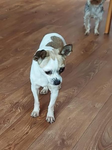 Luna, süßes Chihuahua Mädchen