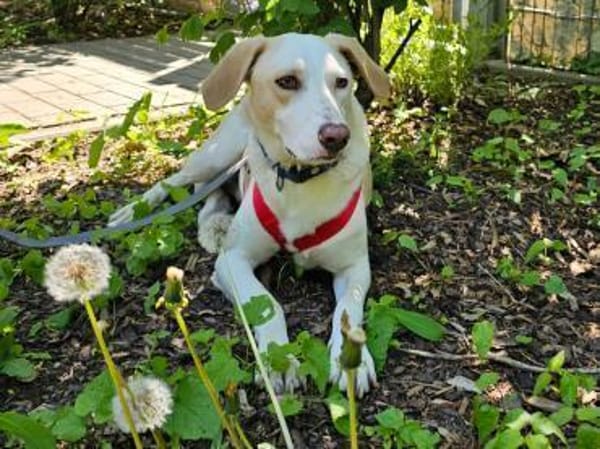 Bodhi wartet im Tierheim Sulzbach