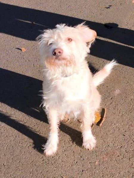 Aktiver Charly sucht seine Menschen