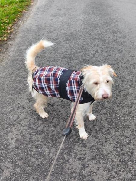 Aktiver Charly sucht seine Menschen