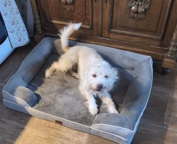 Aktiver Charly sucht seine Menschen