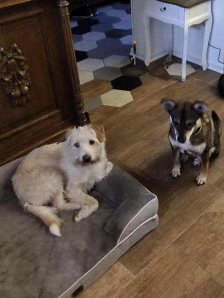 Aktiver Charly sucht seine Menschen