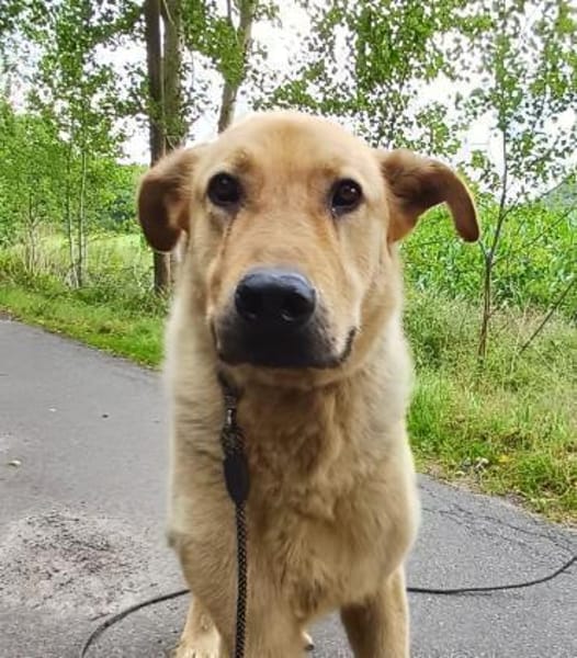 Gino  sucht besondere Menschen