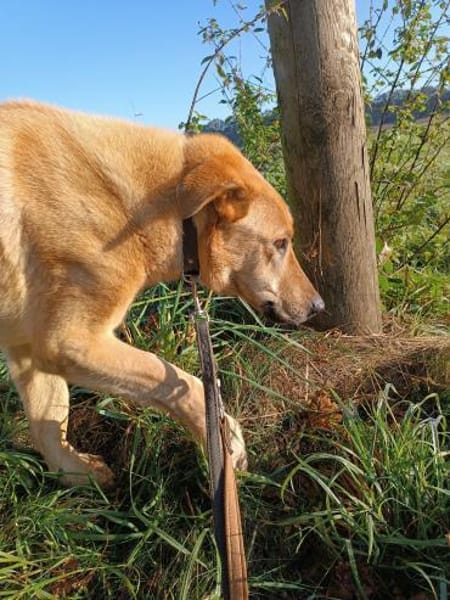 Gino  sucht besondere Menschen