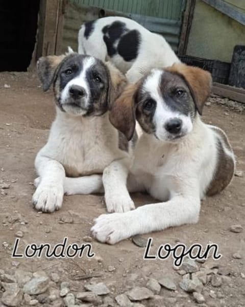 London - Katzenfreundin wartet in 41812