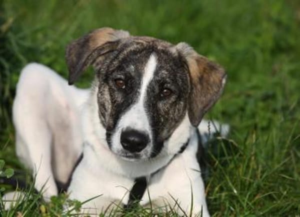 London - Katzenfreundin wartet in 41812