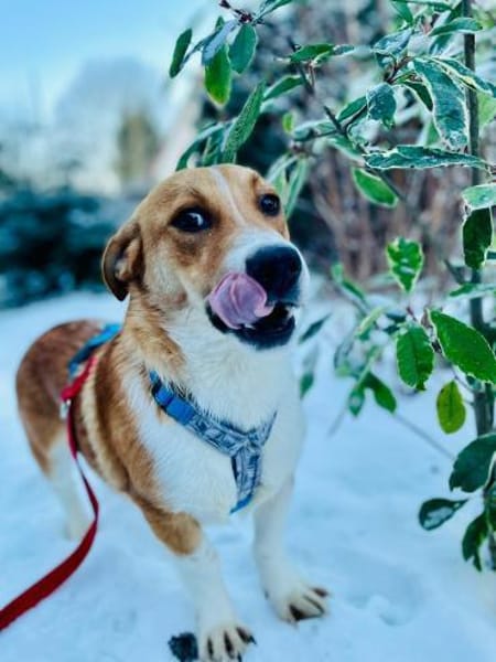 SNUF, m., kastr., geb. 2022, ca. 35 cm